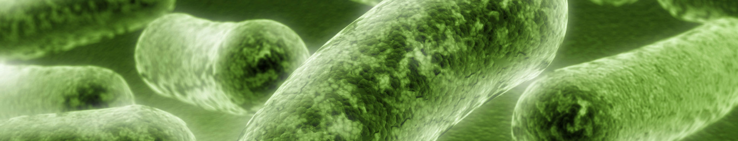 Bacteria biotecnología industrial